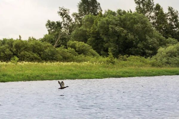 Ente Fliegt Über Den Fluss Natur Ufer Des Wolchov Flusses — Stockfoto