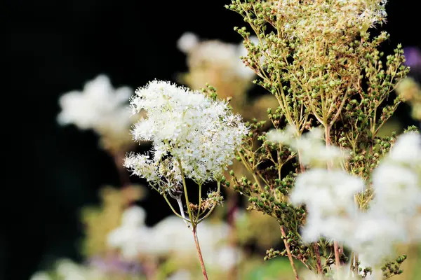 Kvetoucí Houští Plodu Příroda Rostliny Létě — Stock fotografie
