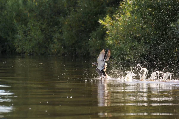 アヒルが水から離陸する 野生の鳥 — ストック写真