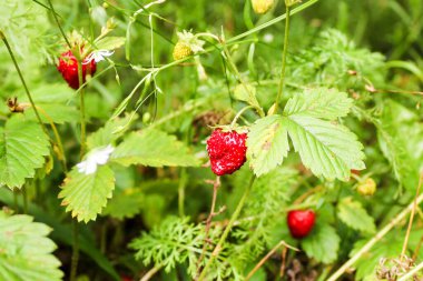 Çimlerde yabani çilekler.
