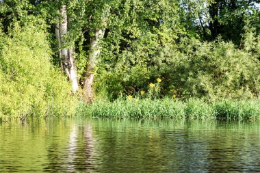 Nehrin kıvrımında bir orman.