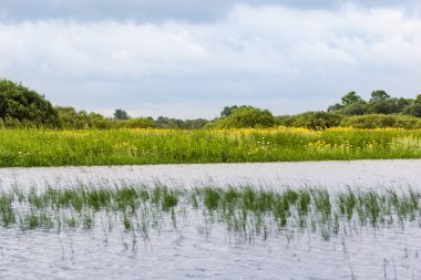 Kıyıya yakın sularda otlar.