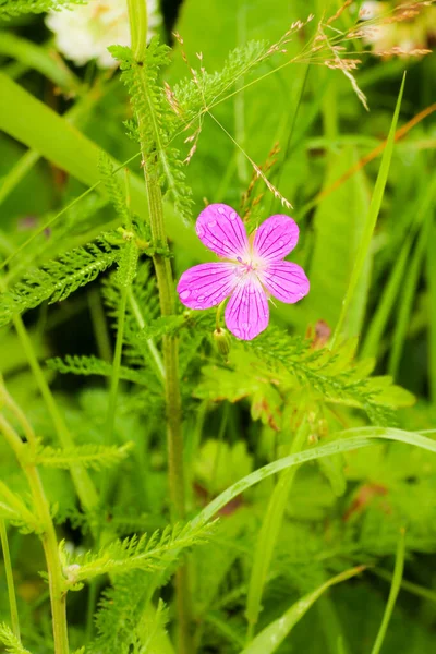 Pink Flower Background Greenery — Stock Photo, Image