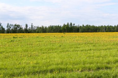 Sarı karahindiba tarlası. Gökyüzündeki bulutlar tarlaların üzerinde.
