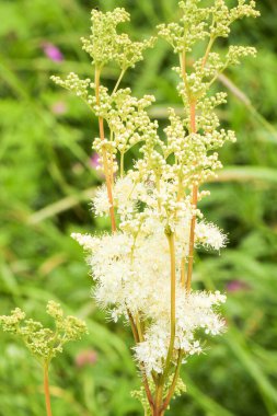 Açan bir akciğerotunun dalı. Yazın doğa ve bitkiler.