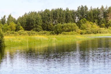 Ormanda sessiz sakin bir yer. Volkhov Nehri kıyısında doğa.