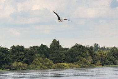 Nehrin üzerinde uçan bir balıkçıl. Volkhov Nehri kıyısında doğa.