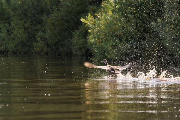 アヒルが水から離陸します 野生の鳥 — ストック写真