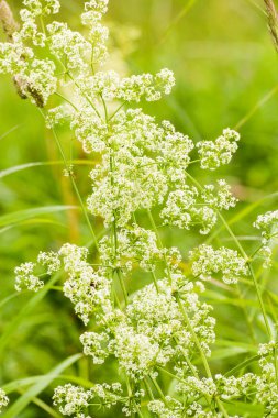 Yazın doğa ve bitkiler.