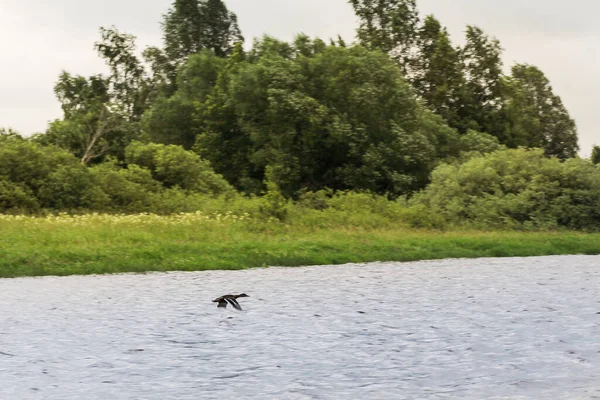 Natureza Nas Margens Rio Volkhov — Fotografia de Stock