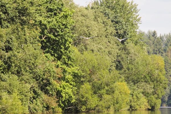 Natura Sulle Rive Del Fiume Volkhov — Foto Stock