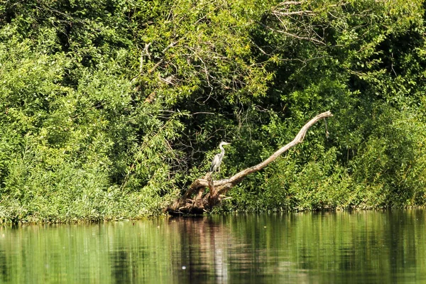 ヴォルホフ川のほとりの自然 — ストック写真