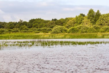 Volkhov Nehri kıyısında doğa.