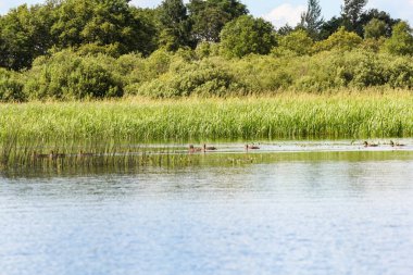 Volkhov Nehri kıyısında doğa.