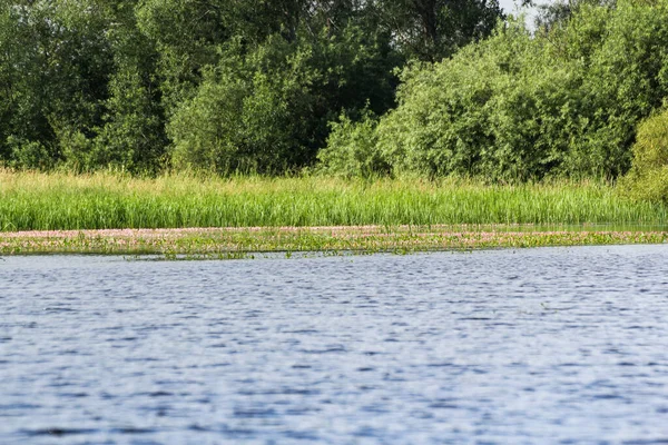 ヴォルホフ川のほとりの自然 — ストック写真