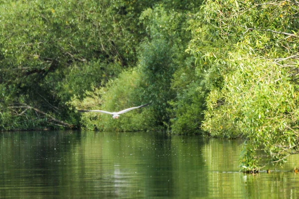 Natureza Nas Margens Rio Volkhov — Fotografia de Stock