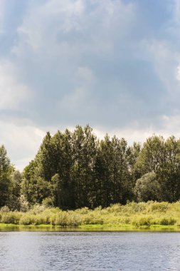 Volkhov Nehri kıyısında doğa.