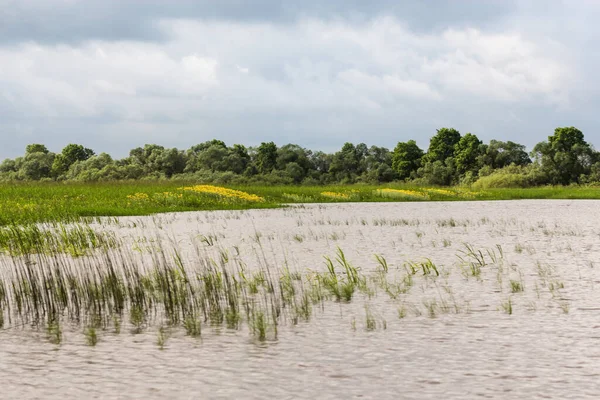 Volkhov Nehri kıyısında doğa.