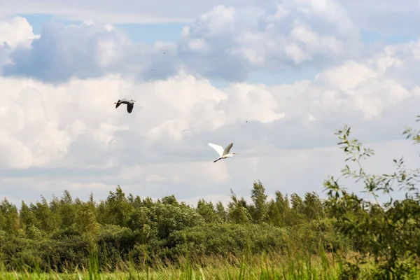 Volkhov Nehri Kıyısında Doğa Telifsiz Stok Fotoğraflar