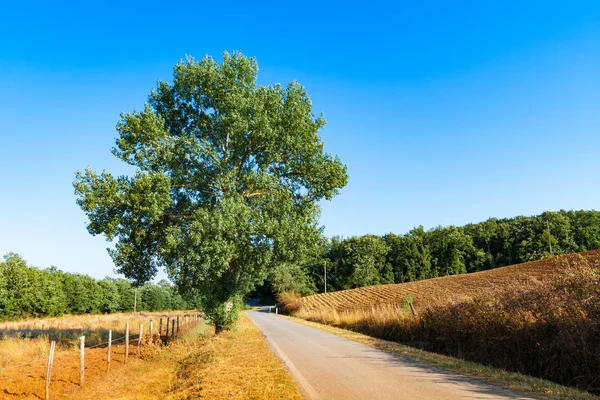 Carretera Rural Flanqueada Con Árboles Cerca Massa Marittima Toscana Italia — Foto de Stock