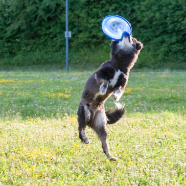 Bir Avustralya çoban köpeği bir çim üzerinde bir frizbi ile oynuyor