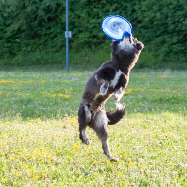 An Australian Shepherd dog playing with a frisbee on a grass clipart