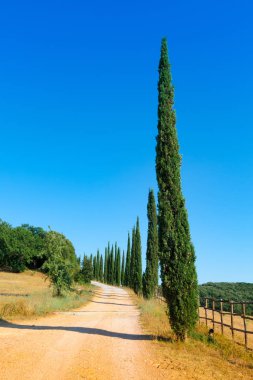 Toskana, İtalya Massa Marittima yakınındaki selvi ile çevrili köy yolunda