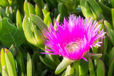 Carpobrotus yerde sürünen bitkiler etli yaprakları ve büyük daisy gibi çiçek ile bir cinsidir.