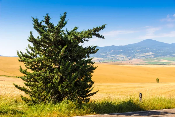 Road Cypresses Hill Asciano Crete Senesi Tuscany Italy — Stock Photo, Image