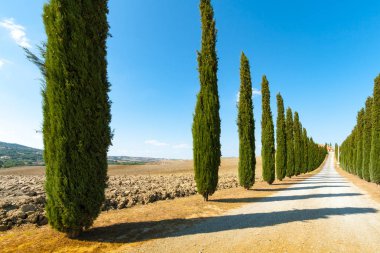 bir tepe Siena, Toskana yakınındaki yaz aylarında artan selvi ile çevrili köy yolunda
