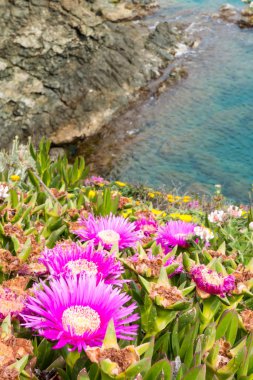 Carpobrotus yerde sürünen bitkiler etli yaprakları ve büyük daisy gibi çiçek ile bir cinsidir.