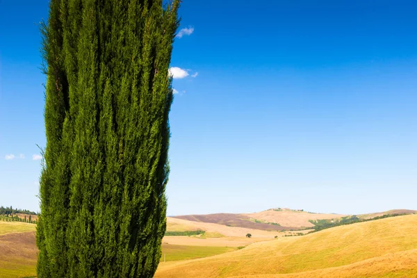 Cipresse Una Colina Cerca Asciano Crete Senesi Toscana Italia — Foto de Stock