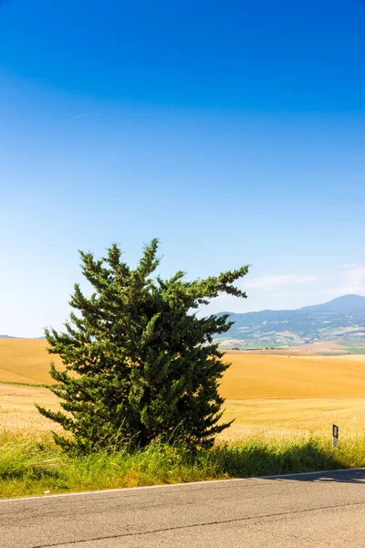 Weg Cipressen Een Heuvel Buurt Van Pienza Val Orcia Toscane — Stockfoto