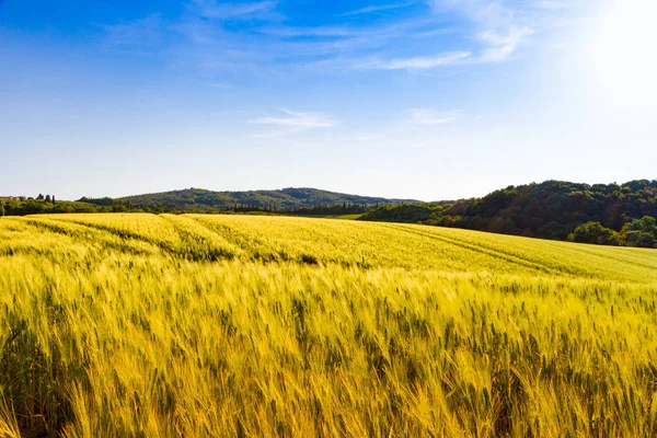 Campos Soleado Campo Toscano Italia — Foto de Stock