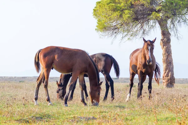 Alberese Italy Some Horses Grazing Maremma Regional Park — Stock Photo, Image