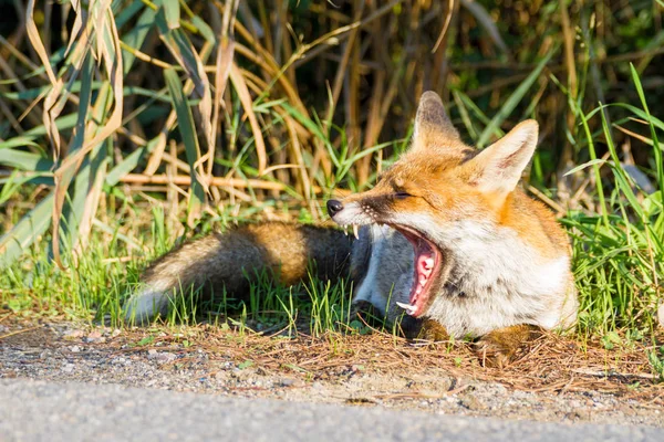 Alberese Italy Fox Yawning Maremma Park Tuscany Italy — Stock Photo, Image