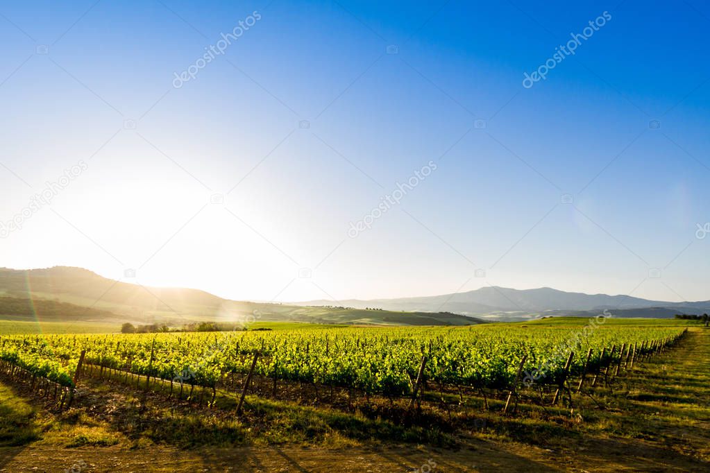 Vineyard and country hills at sunrise near Montalcino in Tuscany, Italy
