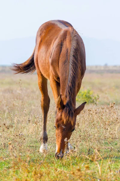 奥贝里塞 意大利 马雷玛地区公园的一匹马放牧 — 图库照片