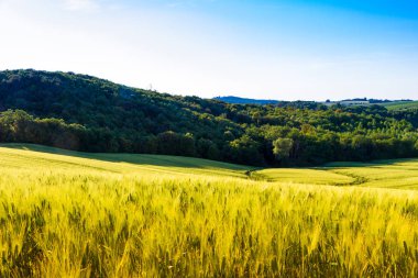 Alanları güneşli tuscan countryside, İtalya