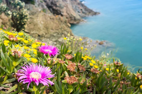 Carpobrotus Este Gen Plante Târâtoare Frunze Suculente Flori Mari Margaretele — Fotografie, imagine de stoc