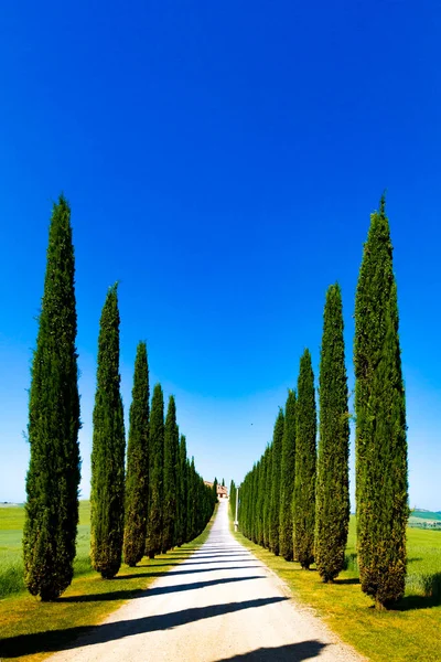Landsväg Flankerad Med Cypresser Crete Senesi Senese Leror Italien — Stockfoto