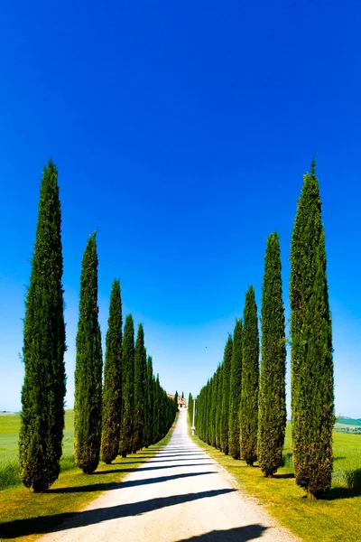 Silnice Cypřiše Crete Senesi Senese Jíly Itálie — Stock fotografie