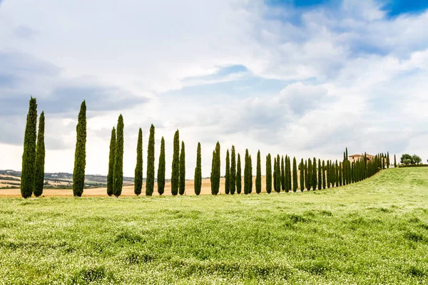 Estrada Rural Flanqueada Com Ciprestes Perto San Quirico Orcia Toscana — Fotografia de Stock