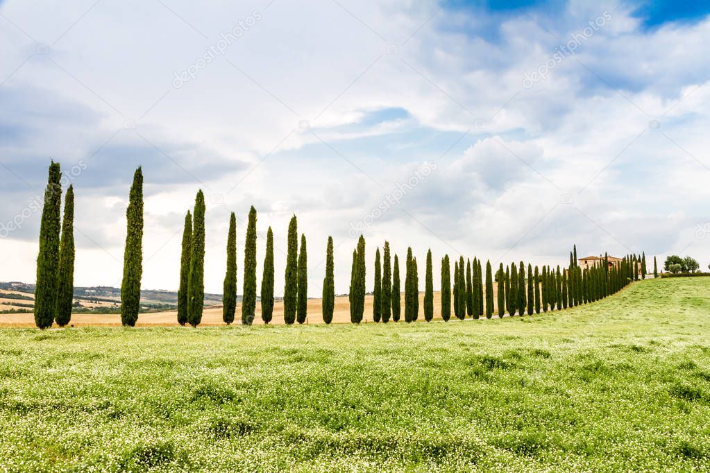 country road flanked with cypresses near San Quirico d'Orcia in Tuscany, Italy