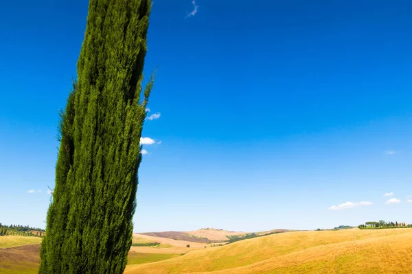 Cypresse Kopci Poblíž Asciano Crete Senesi Toskánsko Itálie — Stock fotografie