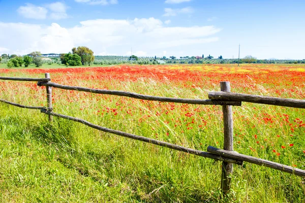 Poppy bloemen op het Toscaanse platteland in Italië — Stockfoto