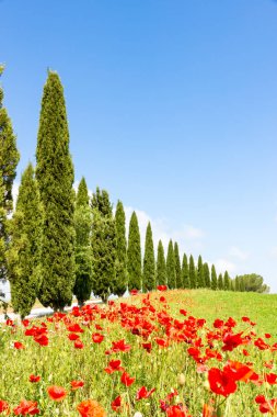 Poppy flowers and cypresses in the tuscan countryside, Italy clipart