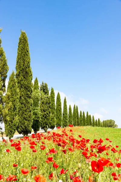 Papaver bloemen en cipressen in het Toscaanse platteland, Italië — Stockfoto