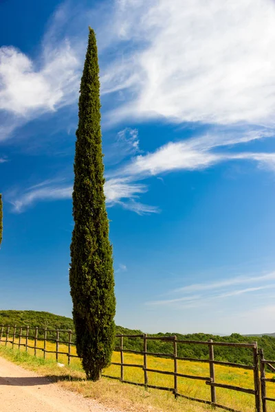 Landweg geflankeerd met cipressen in Toscane, Italië — Stockfoto