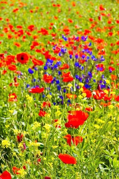 Poppy bloemen op het Toscaanse platteland in Italië Stockfoto